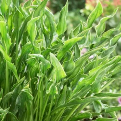 Roots Plants Perennials Hosta 'Praying Hands' 3L Pot