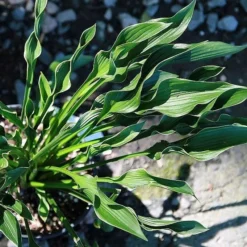 Roots Plants Perennials Hosta 'Praying Hands' 3L Pot