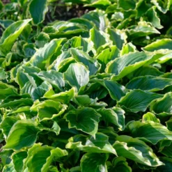 Roots Plants Perennials Hosta 'Sugar & Spice' 3L Pot