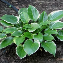 Roots Plants Perennials Hosta 'Sugar & Spice' 3L Pot