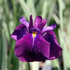 Roots Plants Iris 'Ensata Variegata' 3L Pot Perennials