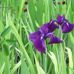 Roots Plants Iris 'Ensata Variegata' 3L Pot Perennials