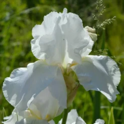 Roots Plants Perennials Iris 'Not Quite White' 3L Pot