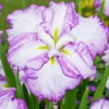 Roots Plants Iris 'Tiramisu' 3L Pot Perennials