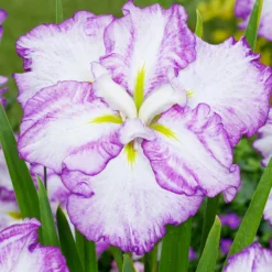 Roots Plants Iris 'Tiramisu' 3L Pot Perennials