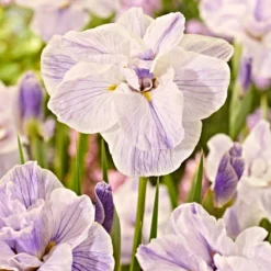 Roots Plants Iris 'Tiramisu' 3L Pot Perennials