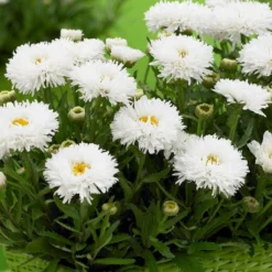 Roots Plants Leucanthemum 'Cloud Cumulus' 3L Pot