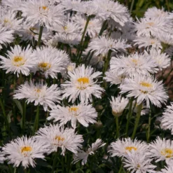 Roots Plants Perennials Leucanthemum 'Sante' 3L Pot
