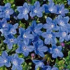 Roots Plants Lithodora 'Grace Ward' 2L Pot Perennials