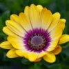 Roots Plants Osteospermum 'Blue Eyed Beauty' 1L Pot