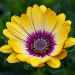Roots Plants Osteospermum 'Blue Eyed Beauty' 1L Pot