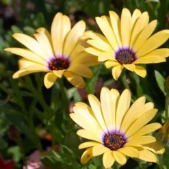 Roots Plants Osteospermum 'Blue Eyed Beauty' 1L Pot