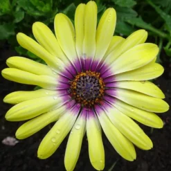 Roots Plants Osteospermum 'Blue Eyed Beauty' 1L Pot 7 Roots Plants Osteospermum 'Blue Eyed Beauty' 1L Pot