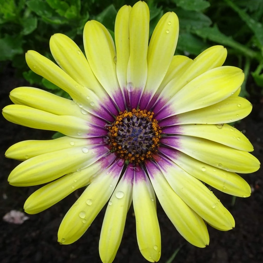 Roots Plants Osteospermum 'Blue Eyed Beauty' 1L Pot 5 Roots Plants Osteospermum 'Blue Eyed Beauty' 1L Pot