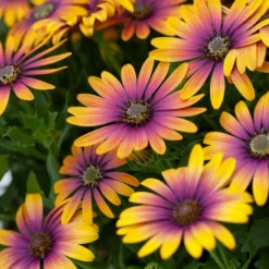 Roots Plants Osteospermum 'Purple Sun' 1L Pot