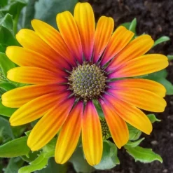 Roots Plants Osteospermum 'Purple Sun' 1L Pot