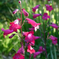 Roots Plants Penstemon 'Garnet' 2L Pot