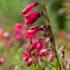 Roots Plants Penstemon 'Garnet' 2L Pot