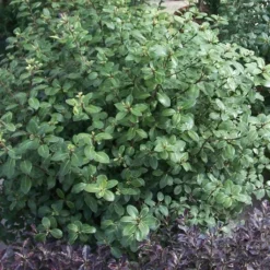 Roots Plants Perennials Pittosporum'Silver Ball' 3L Pot