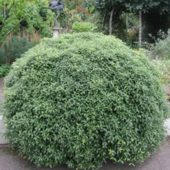 Roots Plants Perennials Pittosporum 'Silver Ball' 3L Pot