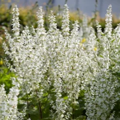 Roots Plants Perennials Salvia 'Lyrical White' 3L Pot
