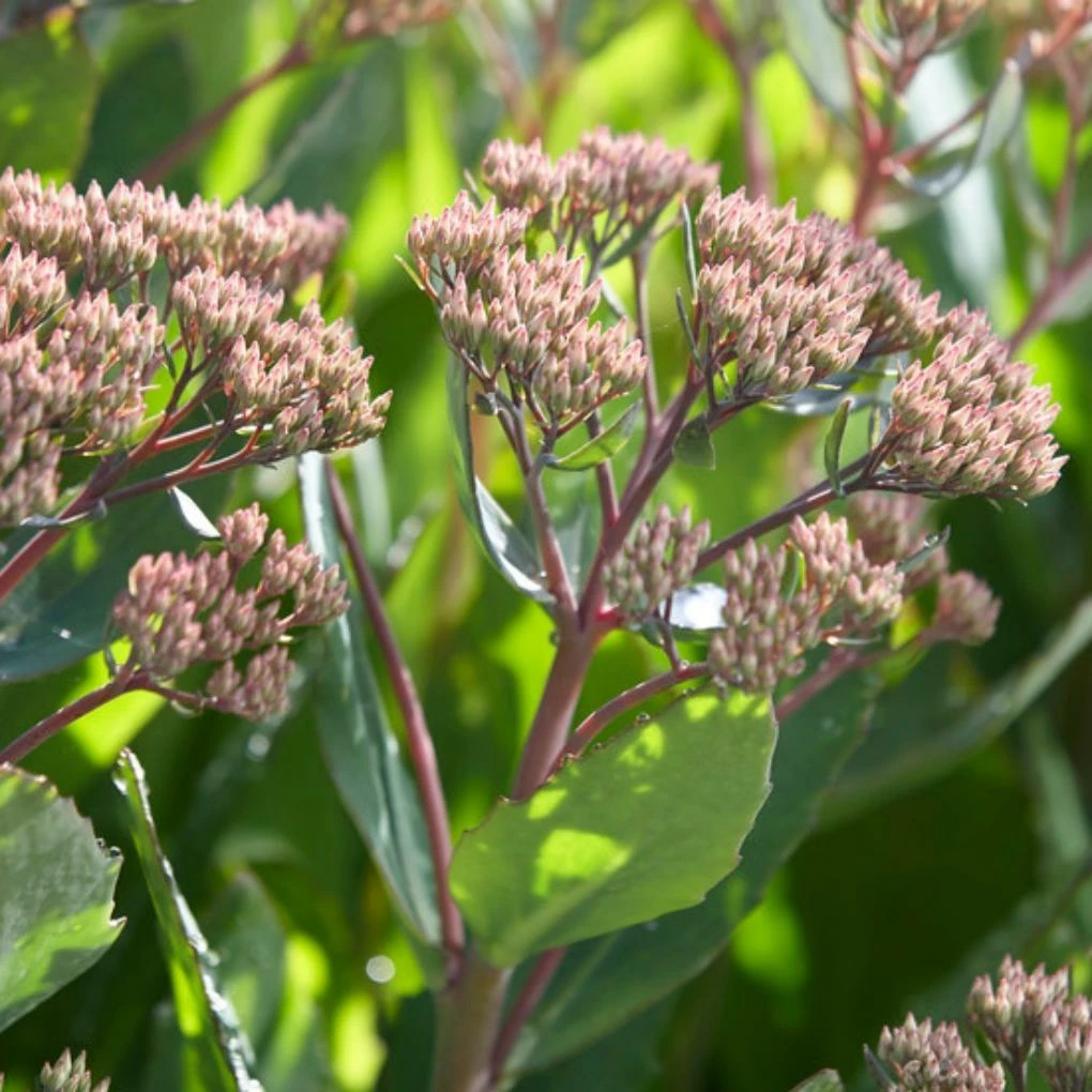 Roots Plants Perennials Sedum 'Mr Goodbud' 3L Pot 4 Roots Plants Perennials Sedum 'Mr Goodbud' 3L Pot