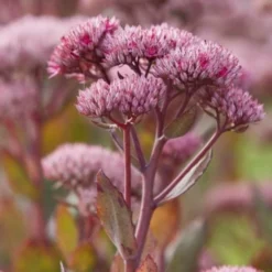 Roots Plants Perennials Sedum 'Mr Goodbud' 3L Pot