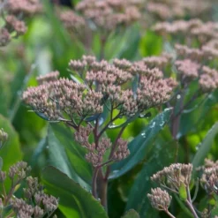Roots Plants Perennials Sedum 'Mr Goodbud' 3L Pot 7 Roots Plants Perennials Sedum 'Mr Goodbud' 3L Pot