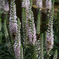Roots Plants Perennials Veronica 'Moody Blues Pink' 3L Pot
