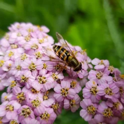 Roots Plants Perennials Achillea 'Milly Rock Pink' | 3L Pot