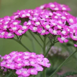 Roots Plants Achillea 'Milly Rock Rose' | 3L Pot
