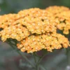 Roots Plants Achillea 'Milly Rock Yellow Terracotta' | 3L Pot Perennials