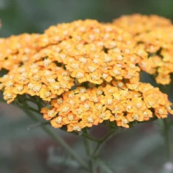 Roots Plants Achillea 'Milly Rock Yellow Terracotta' | 3L Pot Perennials