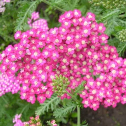 Roots Plants Achillea 'Milly Rock Yellow Terracotta' | 3L Pot Perennials