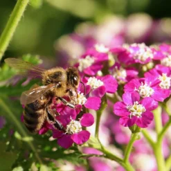Roots Plants Achillea 'New Vintage Violet' | 3L Pot Perennials