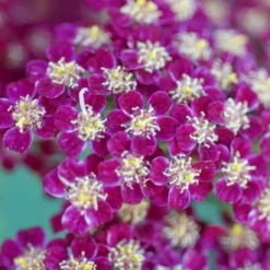 Roots Plants Achillea 'New Vintage Violet' | 3L Pot Perennials