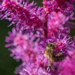 Roots Plants Astilbe 'Purple Rain' | 3L Pot Perennials