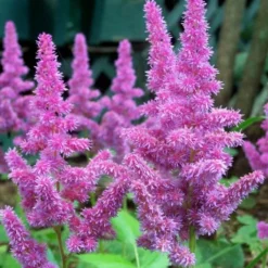 Roots Plants Astilbe 'Purple Rain' | 3L Pot Perennials