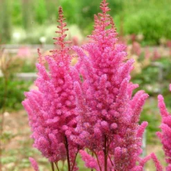 Roots Plants Perennials Astilbe 'Razzle Dazzle' | 3L Pot