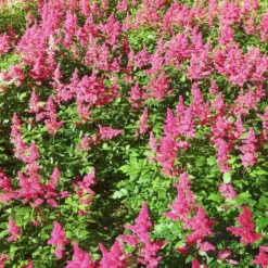 Roots Plants Perennials Astilbe 'Razzle Dazzle' | 3L Pot