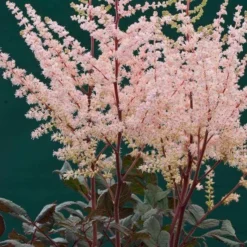 Roots Plants Astilbe 'Spotlight' | 3L Pot