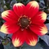 Roots Plants Dahlia 'Dahlegria Orange Yellow Tip' | 3L Pot Dahlias