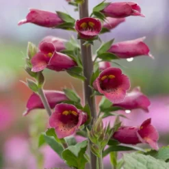 Roots Plants Foxglove 'Foxlight Plum Gold' | Digitalis | 3L Pot Perennials