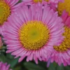 Roots Plants Erigeron 'Sea Breeze' | 3L Pot Perennials