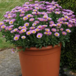 Roots Plants Erigeron 'Sea Breeze' | 3L Pot Perennials