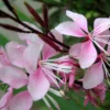 Roots Plants Gaura 'Gambit Variegata Rose'