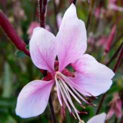 Roots Plants Gaura 'Gambit Variegata Rose'