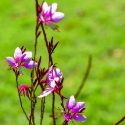Roots Plants Gaura 'Gambit Variegata Rose'