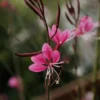 Roots Plants Gaura 'Gaudi Rose' | 3L Pot 2 Roots Plants Gaura 'Gaudi Rose' | 3L Pot