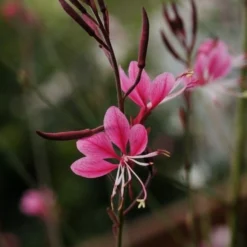 Roots Plants Gaura 'Gaudi Rose' | 3L Pot